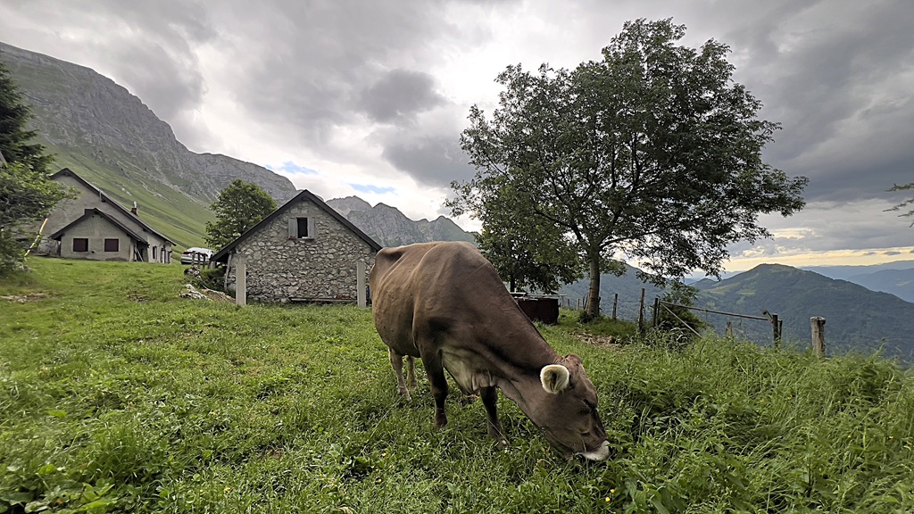 Zaslap Alpine Meadow
