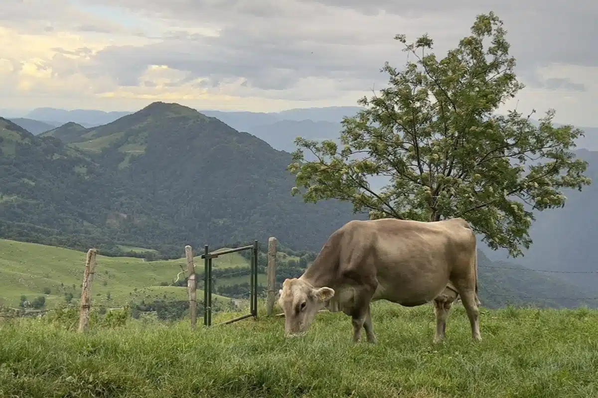 CheesemakingWorkshop-AlpineMeadowZaslap-Caw