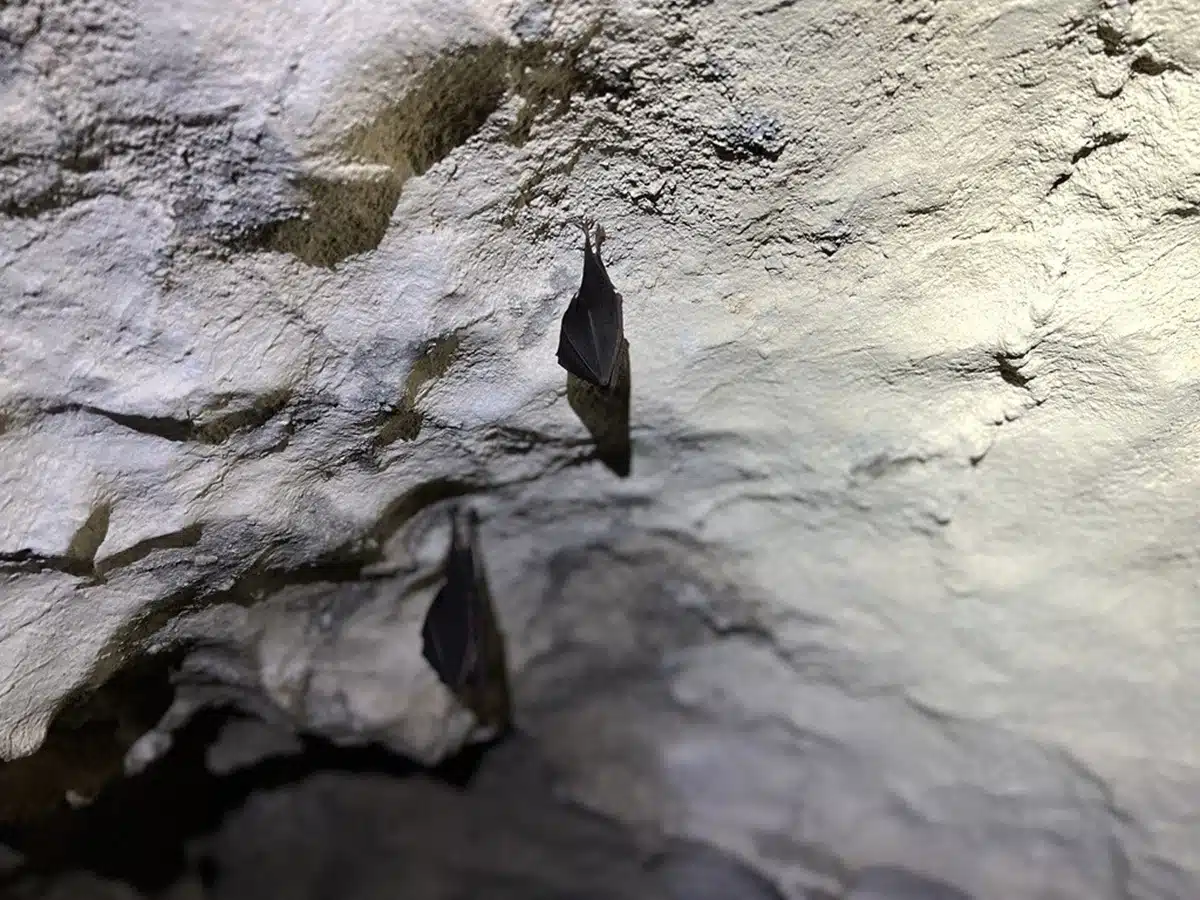 Bat Dante's Cave Soca Valley Tolmin